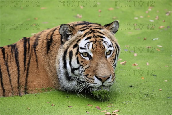 Siberian tiger