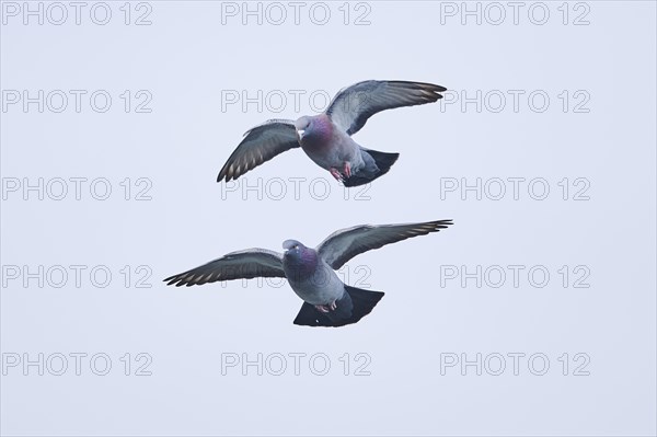 Feral pigeons