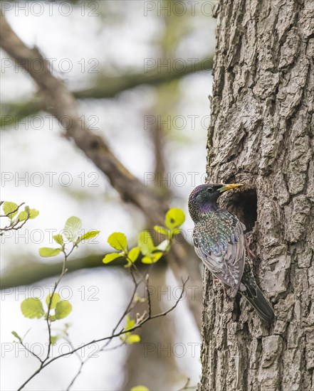 Starling