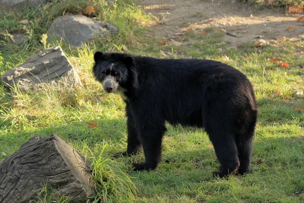 Spectacled bear
