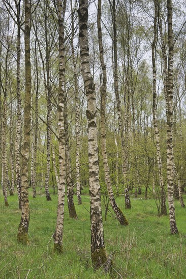 Birch forest