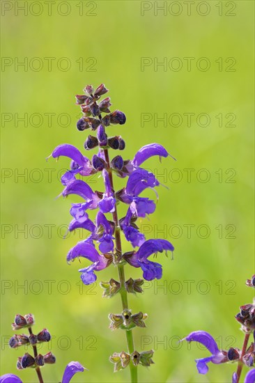 Meadow Clary