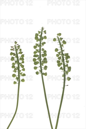Seed stand of grape hyacinth