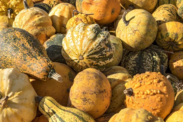 Pumpkins