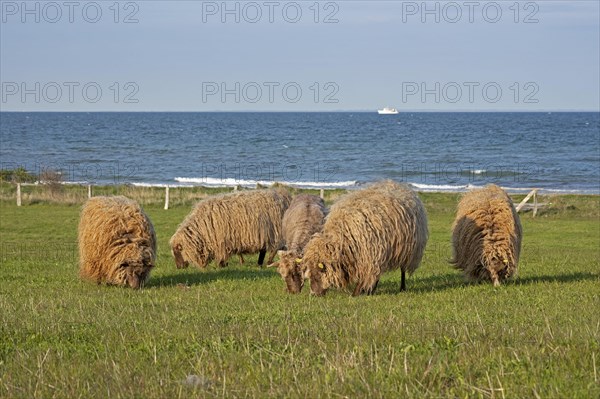 Norwegian sheep on the dike