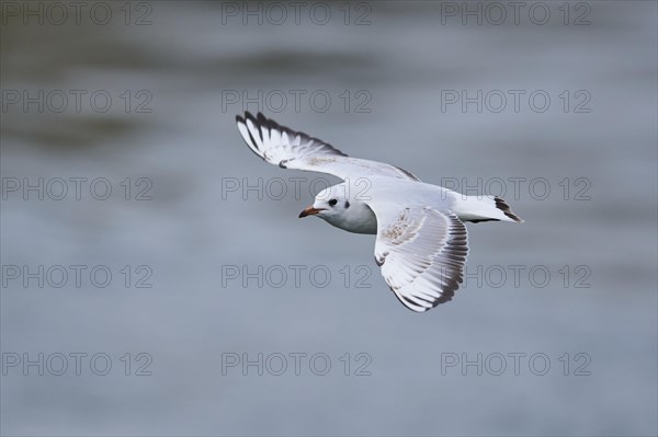 Black-headed gull