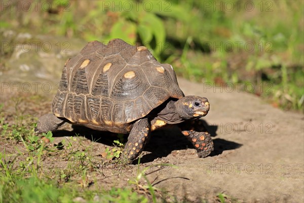 Red-footed tortoise