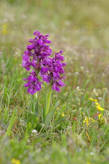 Green-winged orchid
