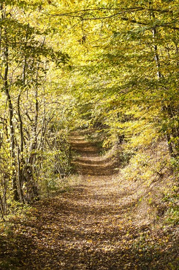 Path surrounded by yellow autumn leaves