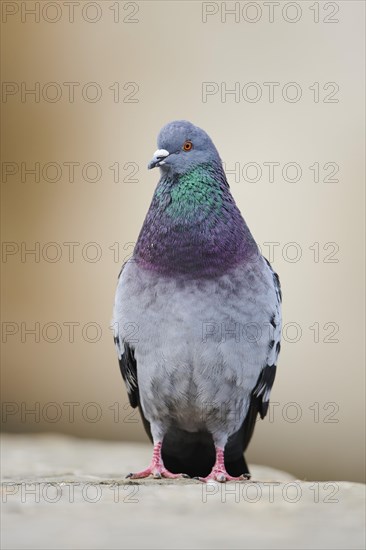 Feral pigeons