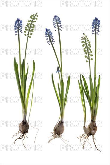Grape hyacinths