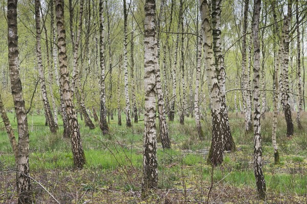 Birch forest