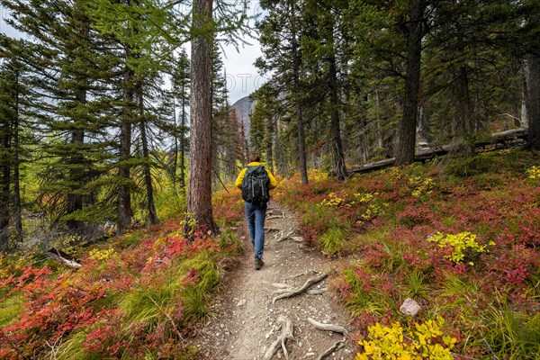 Hiker on a trail between trees and bushes in autumn colors