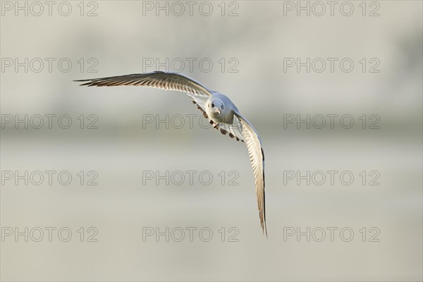 Black-headed gull
