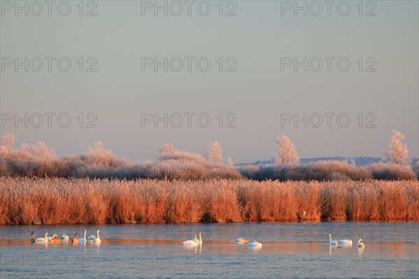 Mute swans