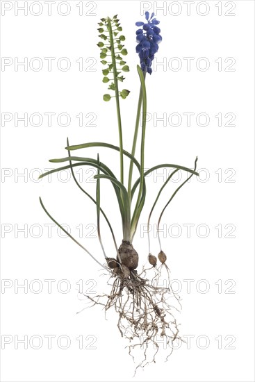 Flower and seed of the grape hyacinth