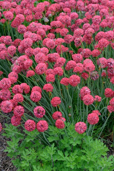 Hybrid Beach Carnation Ornament