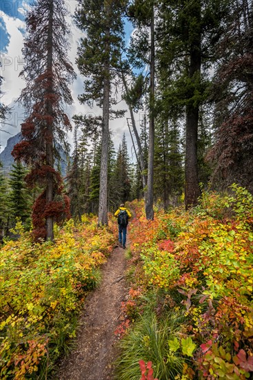 Hiker on a trail between trees and bushes in autumn colors