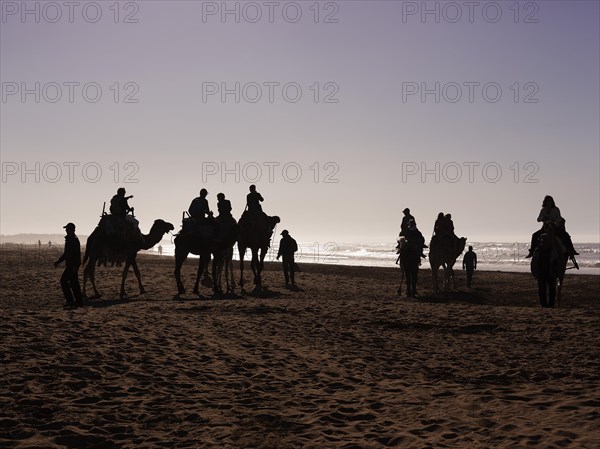 Tourists on camels on the beach