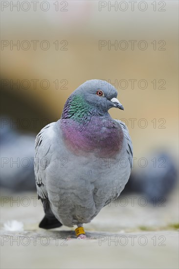Feral pigeons