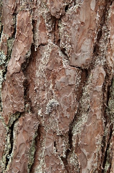 Bark