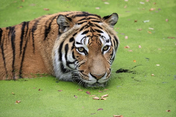 Siberian tiger