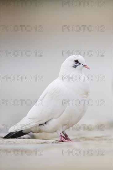 Feral pigeons