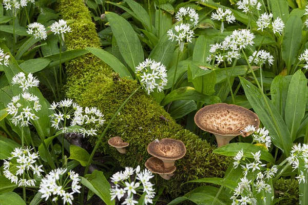 Polyporus tuberaster
