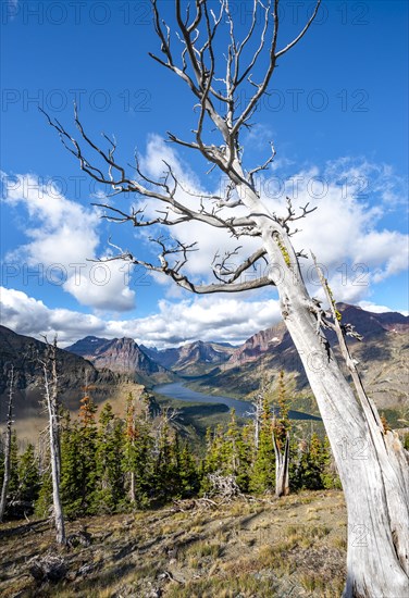 View of Two Medicine Lake with dead tree