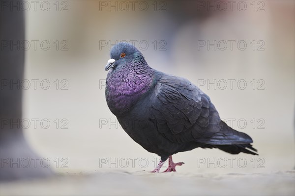 Feral pigeons