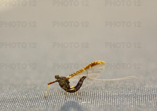 Mayfly