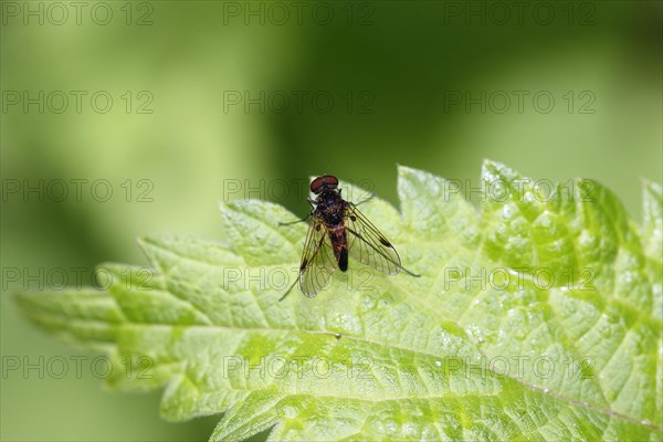 Chrysopilus cristatus