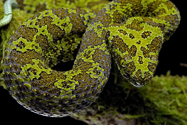 Mangshan Pit Viper