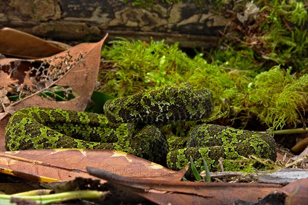 Mangshan Pit Viper