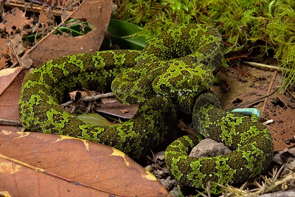 Mangshan Pit Viper