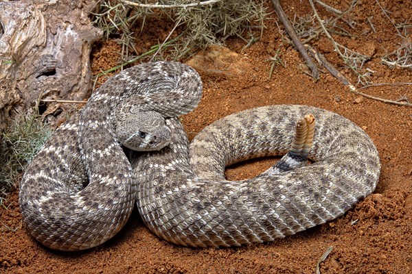 Western Diamondback Rattel Snake