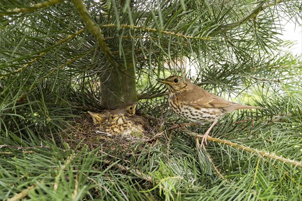 Song thrush