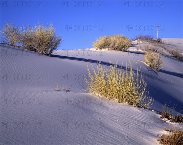 White sands Gypsum Desert National Park