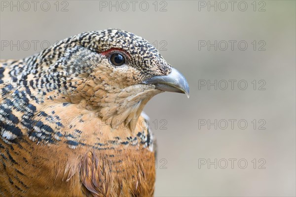 Western capercaillie