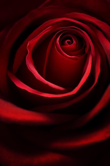 Red Rose