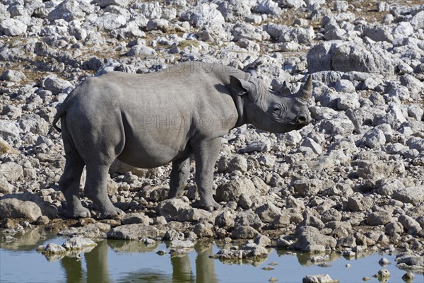 Black rhinoceros