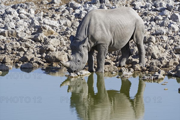 Black rhinoceros