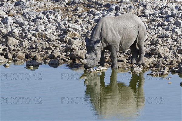 Black rhinoceros