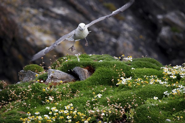 Northern fulmar