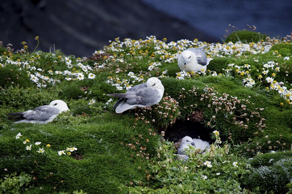 Northern fulmar