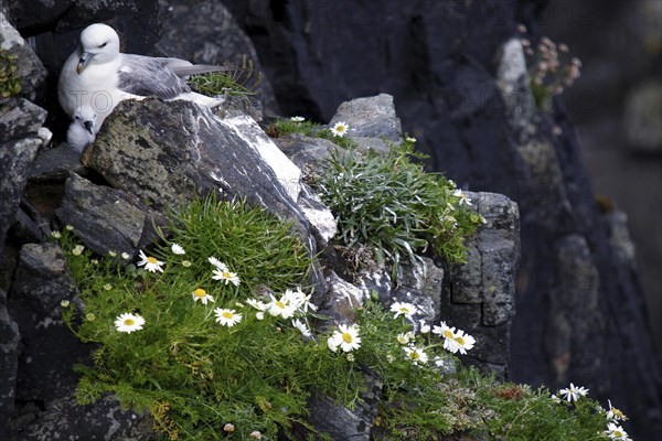 Northern fulmar