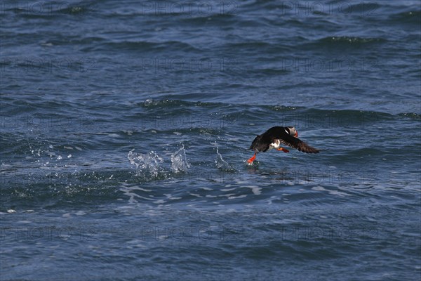 Puffin