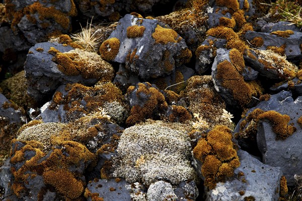 Lava stones with moss