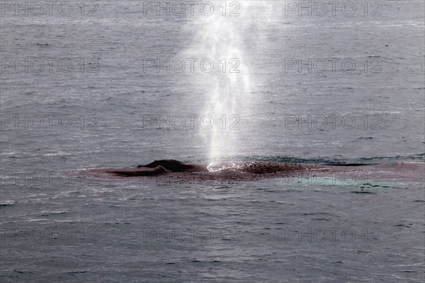 Whale watching tour