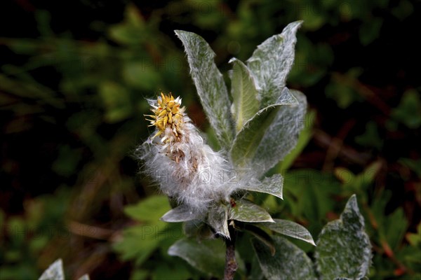 Wool willow